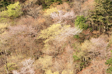 春の丹波山