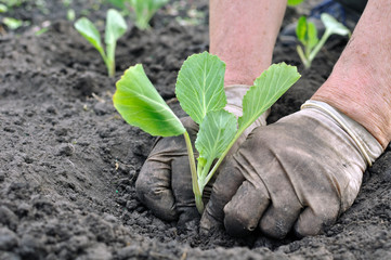 senior woman planting cabbage seedling