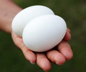 A smll hand holding two white eggs.