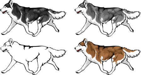 various color options for the Huskies © SashaS