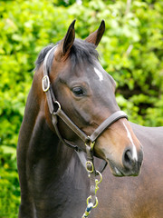 Obraz premium Horse Head Shot