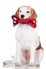 beagle dog holding a leash