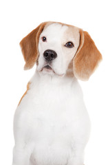 beagle dog portrait