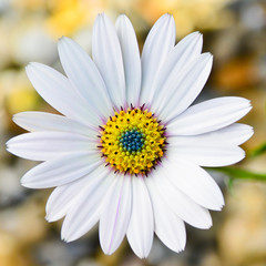 Osteospermum Daisy flower © dambuster