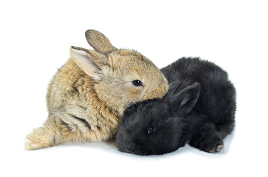 Fototapeta Młode króliki
