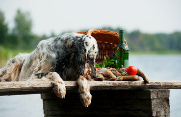 gundog with hunting birds