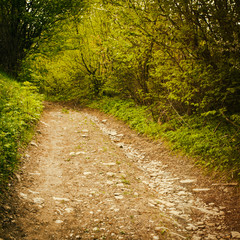 Path in the forest