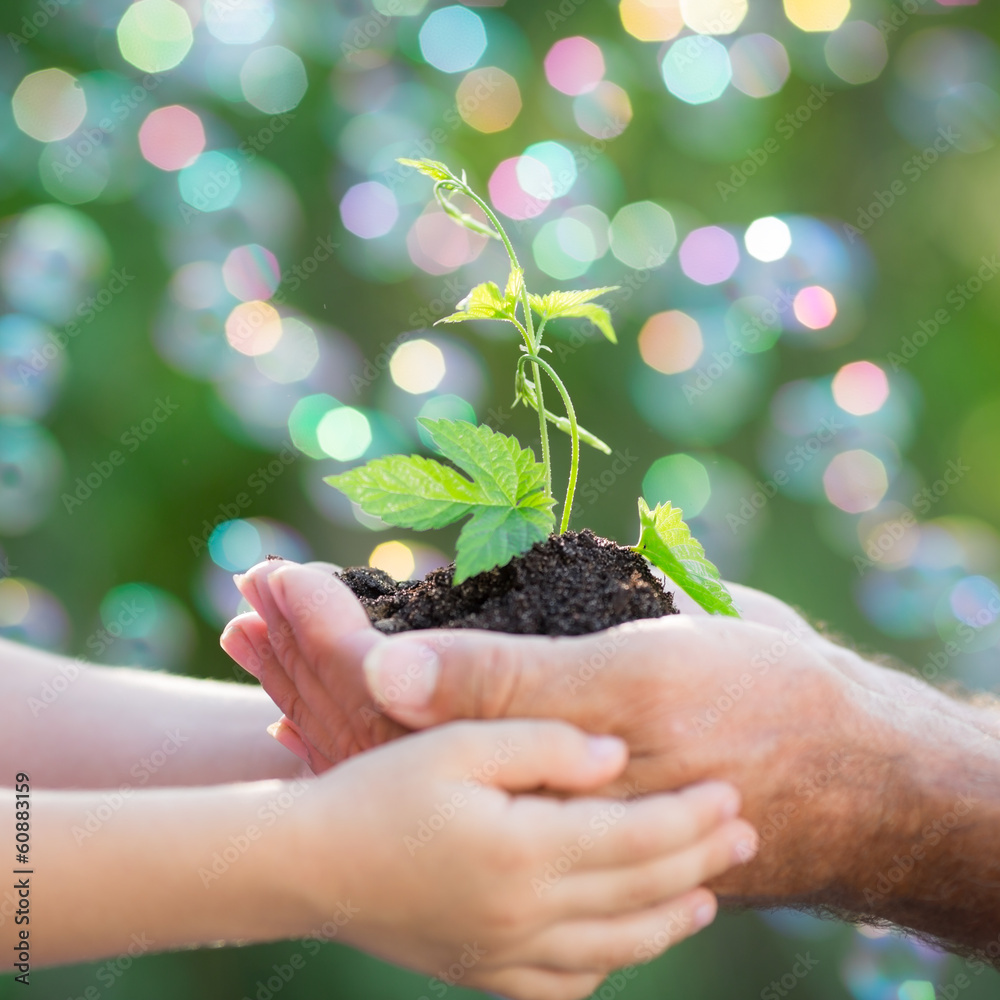 Canvas Prints young plant in hands against green background