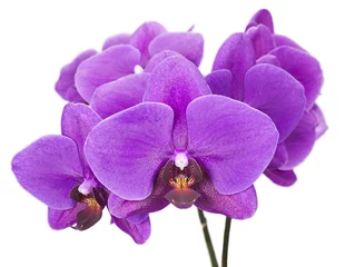 Photo sur Plexiglas Orchidée Dark purple orchid isolated on white background