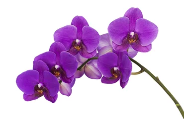 Keuken foto achterwand Orchidee Donker paarse orchidee geïsoleerd op witte achtergrond
