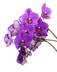 Dark purple orchid isolated on white background