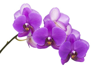Orchidée violet foncé isolé sur fond blanc