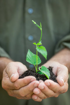 Young plant in old hands against green background