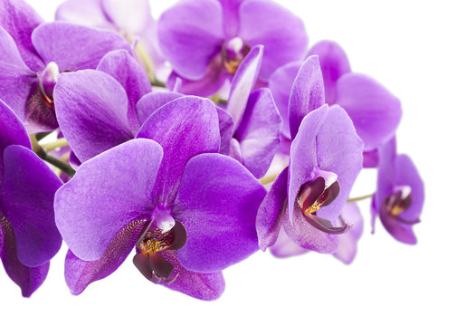 Fototapeta Dark purple orchid isolated on white background