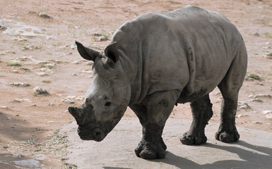 Naklejka premium Southern white Rhino Baby, white rhinoceros