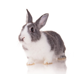 Rabbit on white background