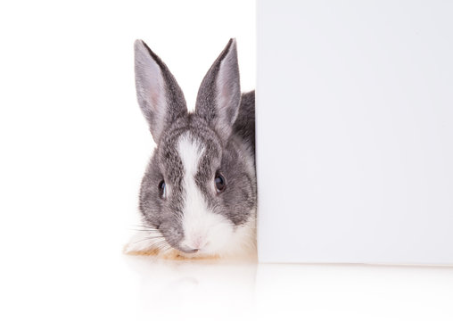 Rabbit with blank sheet on white background