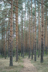 forest