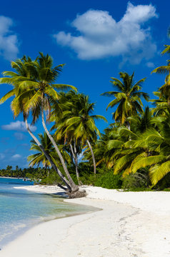Caribbean beach with a lot of palms