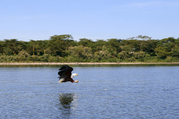 Flying eagle © jcg_oida