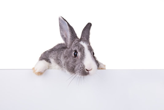 Rabbit with blank sheet on white background