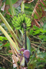Bunch of bananas and its flower hanging on banana tree