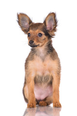 russian toy terrier puppy