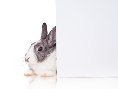 Rabbit with blank sheet on white background