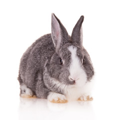 Rabbit on white background