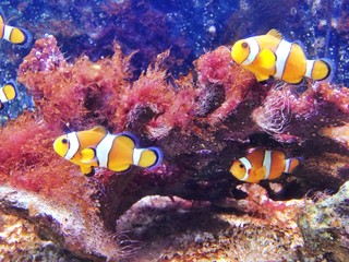 Fototapeta na wymiar Anemonenfische im Aquarium