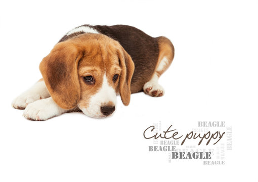 Sad beagle puppy on white