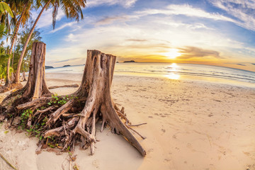 tree stumps on tropical beach