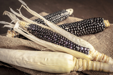 Cob of black-blue corn