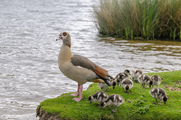 Egyption goose with babies