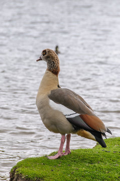 Egyption Goose Looking At Lake