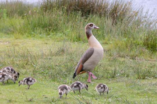 Egyption Goose With Babies