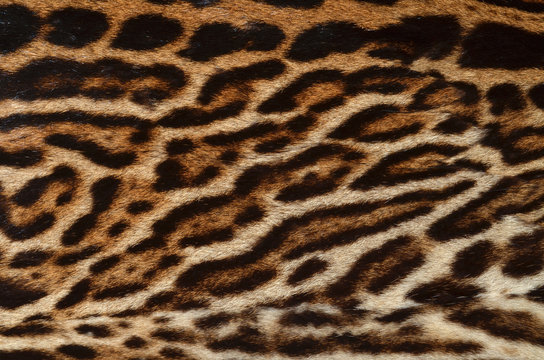 ocelot fur texture