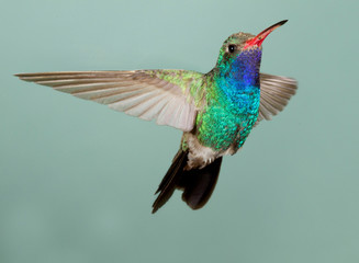 Beautiful Male Broad-billed Hummingbird in flight
