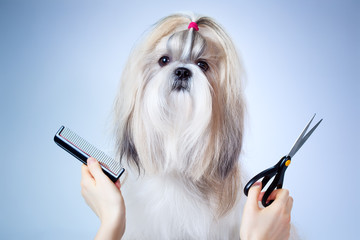 Shih tzu dog grooming - obrazy, fototapety, plakaty