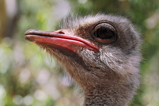 Ostrich closeup cute face