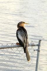 Anhinga Bird