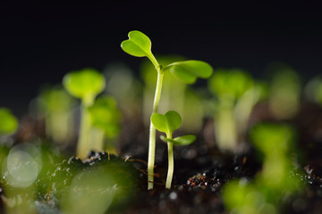 Green seedling growing out of soil in sunshine