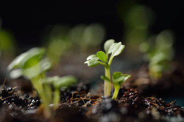 Green seedling growing out of soil in sunshine