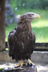 Obraz premium Golden eagle sitting on a log.