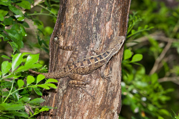 Camouflaged Lizard