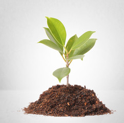 young plant new life