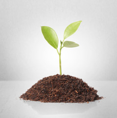 young plant new life