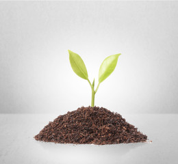 young plant new life