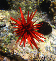 Red slate pencil urchin © suegries