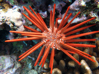 Red slate pencil urchin © suegries